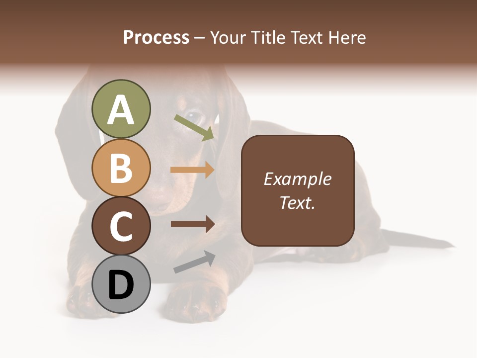 Dachshund On White Background PowerPoint Template