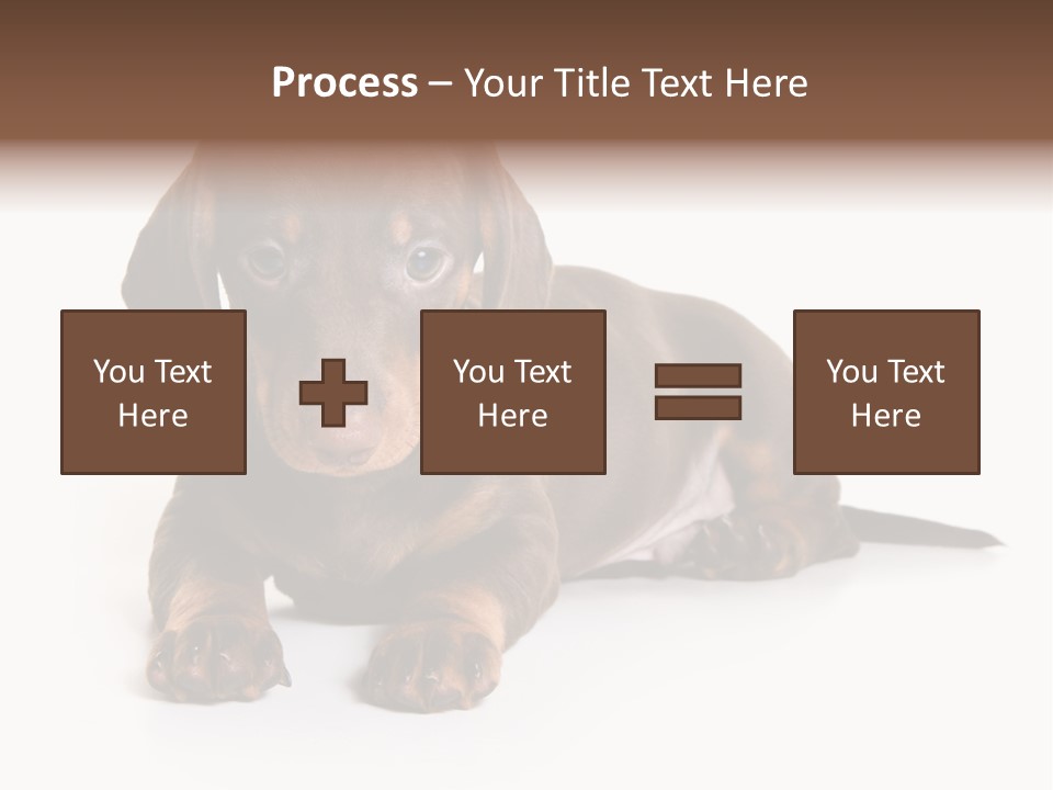 Dachshund On White Background PowerPoint Template
