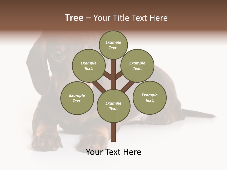 Dachshund On White Background PowerPoint Template