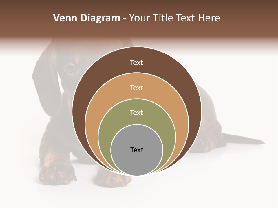 Dachshund On White Background PowerPoint Template