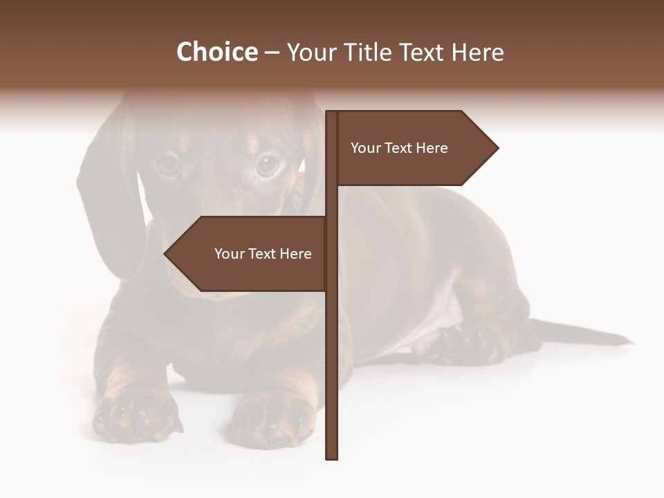 Dachshund On White Background PowerPoint Template