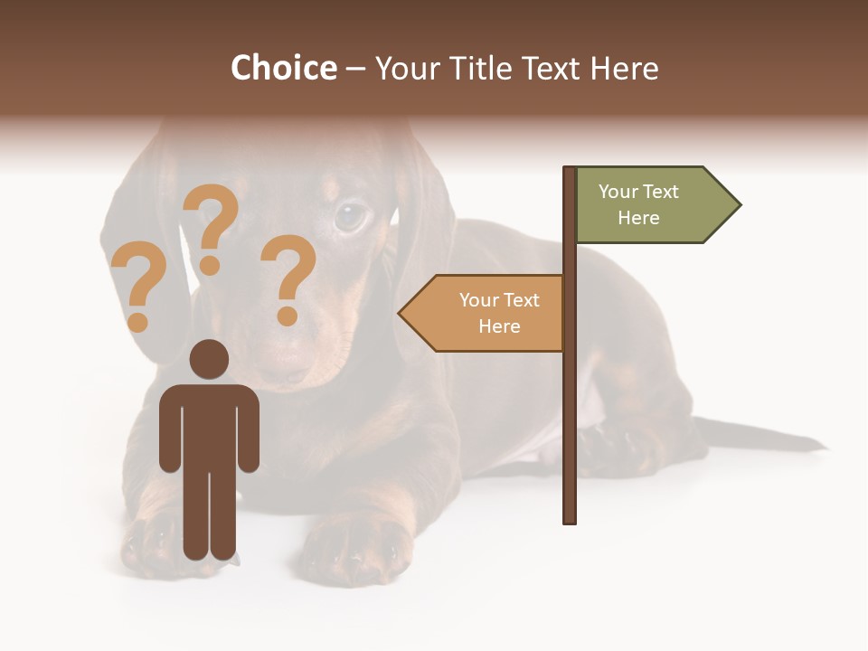 Dachshund On White Background PowerPoint Template