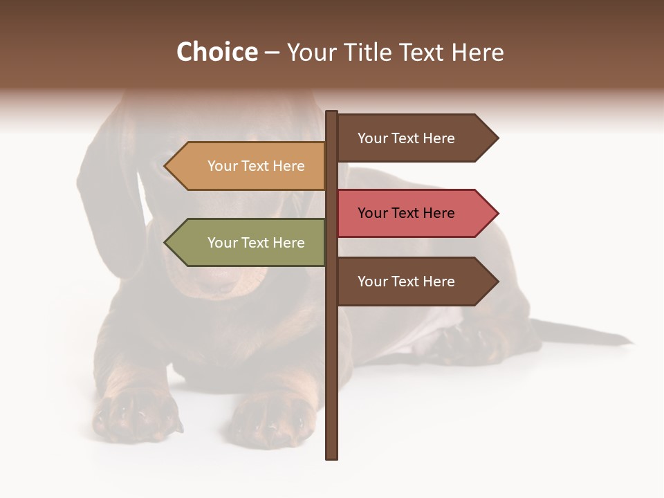 Dachshund On White Background PowerPoint Template