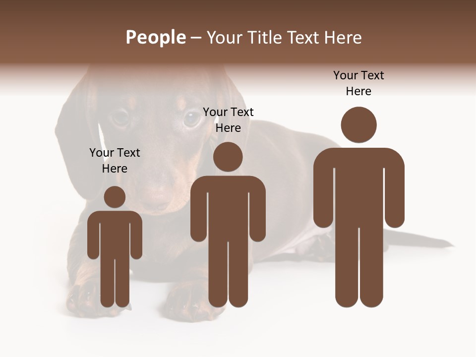 Dachshund On White Background PowerPoint Template