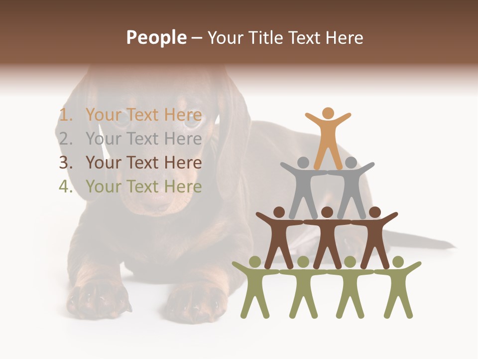 Dachshund On White Background PowerPoint Template