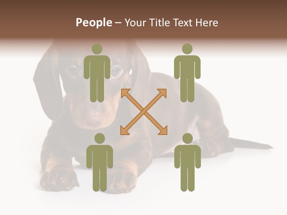 Dachshund On White Background PowerPoint Template