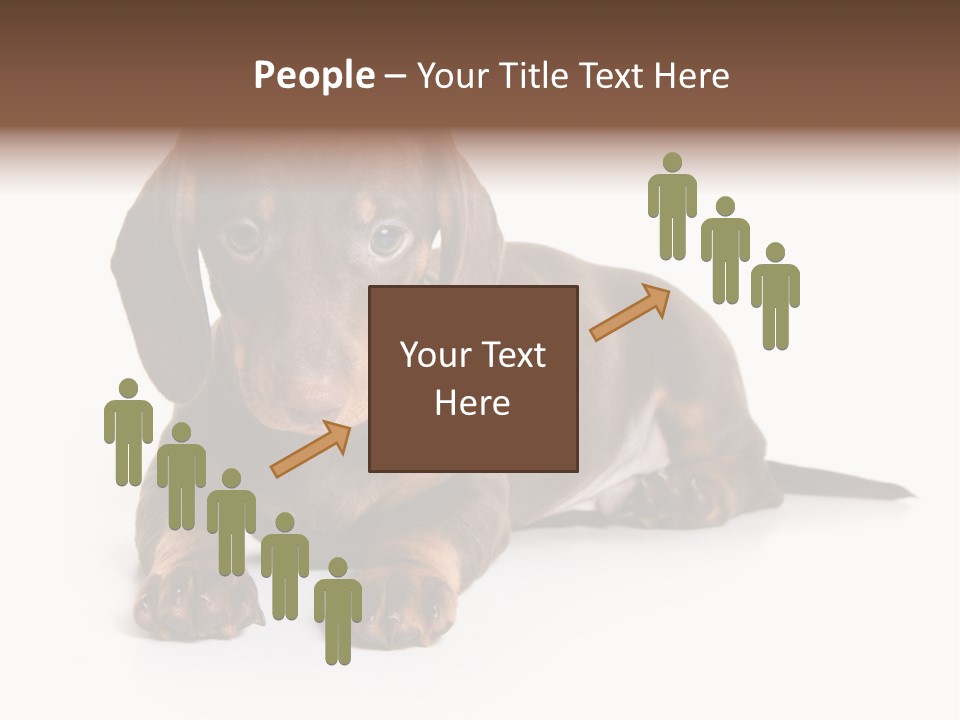 Dachshund On White Background PowerPoint Template