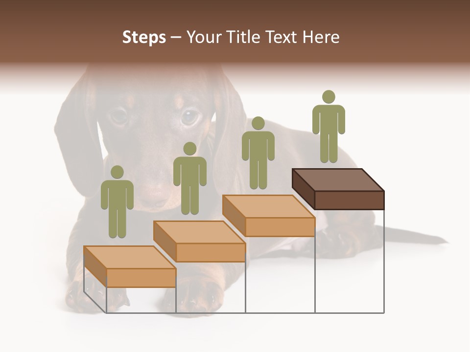 Dachshund On White Background PowerPoint Template