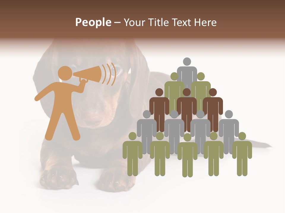 Dachshund On White Background PowerPoint Template