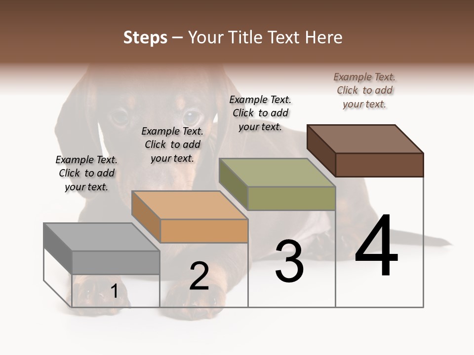 Dachshund On White Background PowerPoint Template