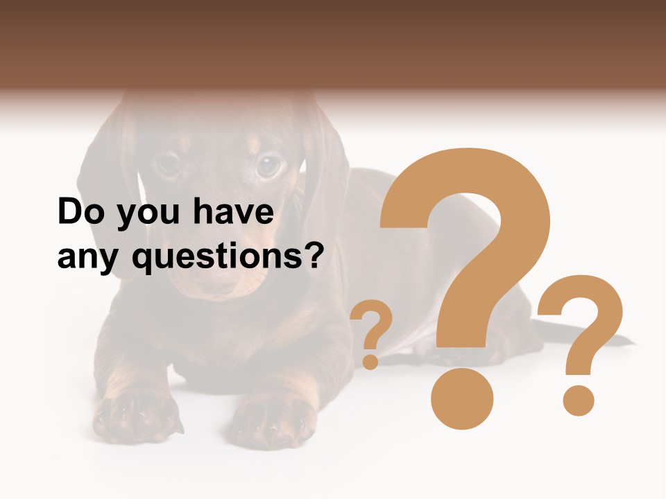 Dachshund On White Background PowerPoint Template