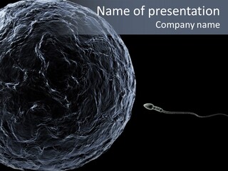 A Sperm Swimming Toward The Egg At A Microscopic Zoom Over Black PowerPoint Template