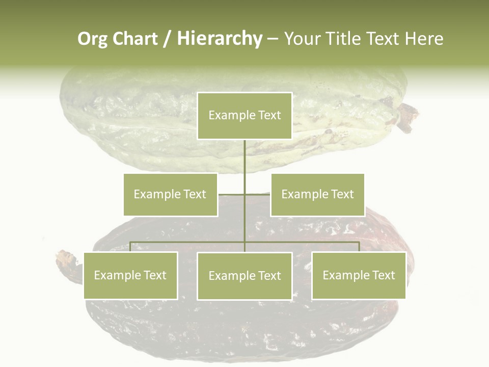 Cocoa Pods Isolated On White PowerPoint Template