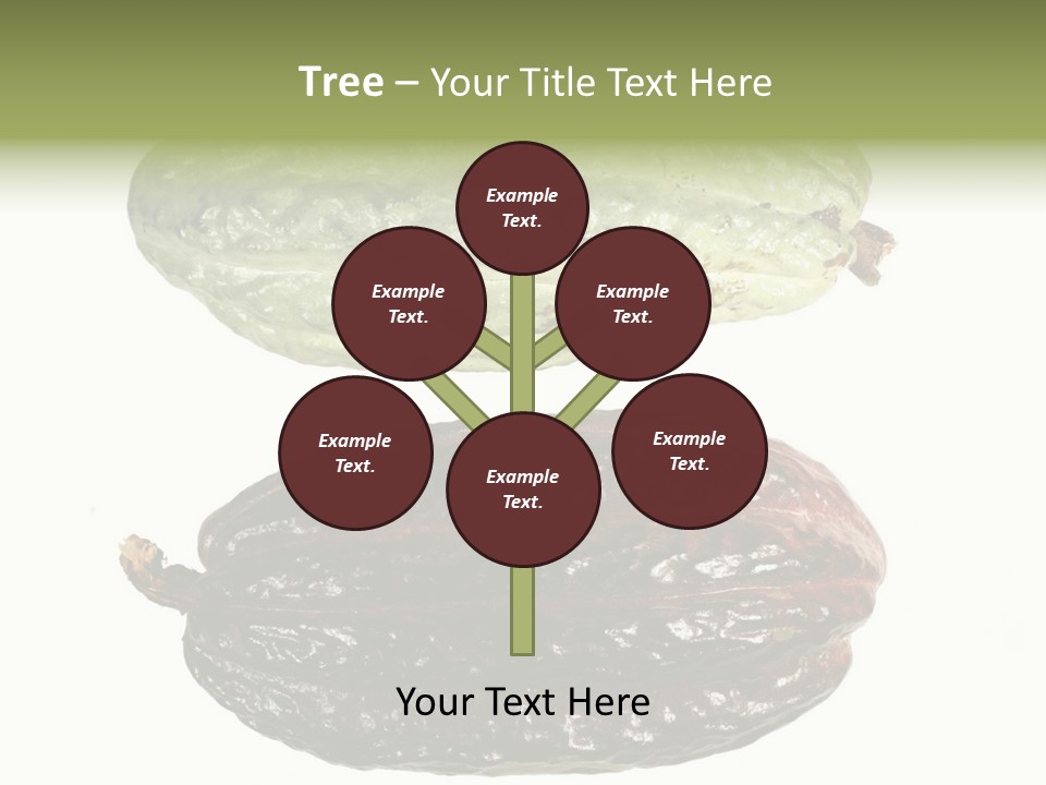 Cocoa Pods Isolated On White PowerPoint Template