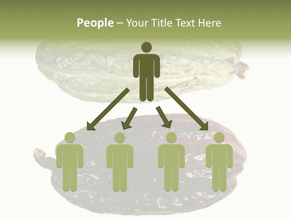 Cocoa Pods Isolated On White PowerPoint Template