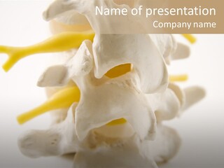 A Group Of Bones With The Words Name Of Presentation On It PowerPoint Template