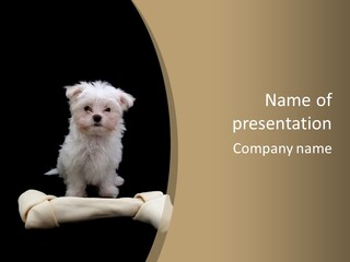 A Cute Little Dog Standing Next To A Big Bone PowerPoint Template