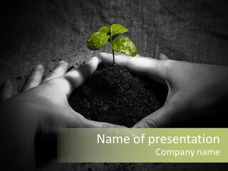 Female Careful Hands Gathering Round A Green Plant. Environmental Conceptual Image. Focus On A Plant. PowerPoint Template