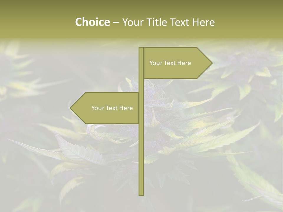 A Bunch Of Purple Flowers With Green Leaves PowerPoint Template