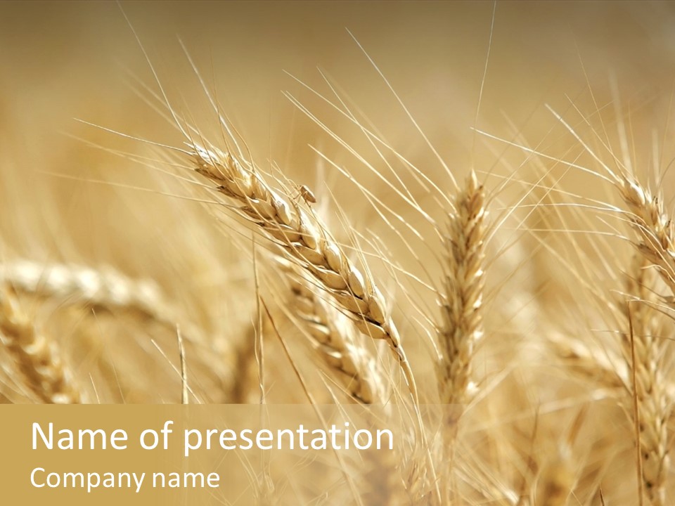 Golden Wheat Growing In A Farm Field PowerPoint Template