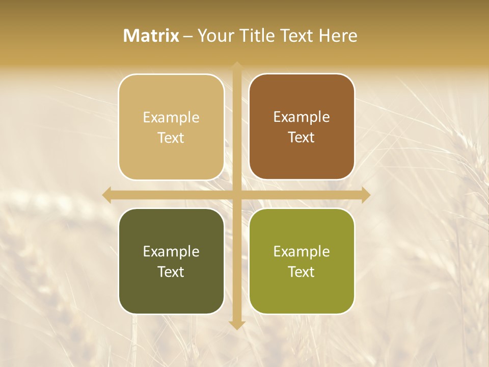 Golden Wheat Growing In A Farm Field PowerPoint Template