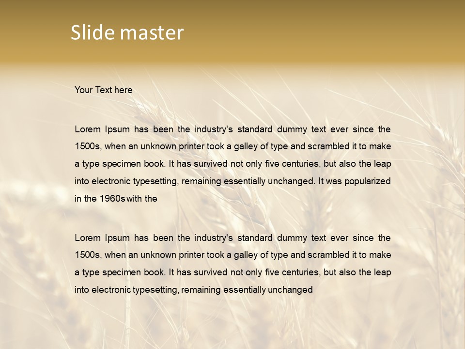 Golden Wheat Growing In A Farm Field PowerPoint Template