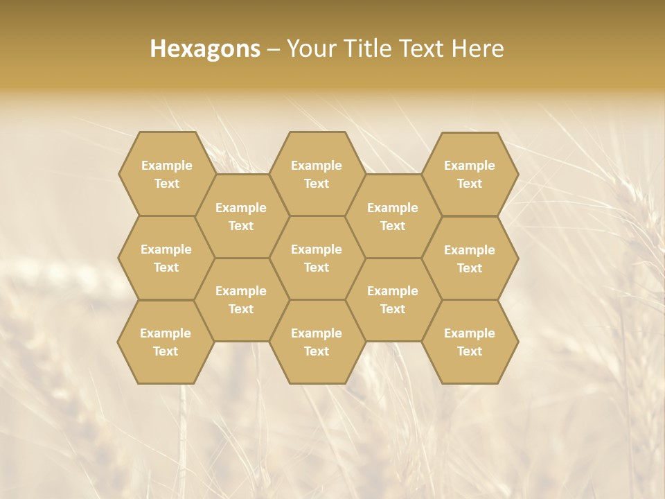 Golden Wheat Growing In A Farm Field PowerPoint Template