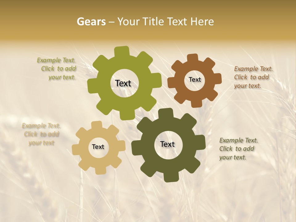 Golden Wheat Growing In A Farm Field PowerPoint Template