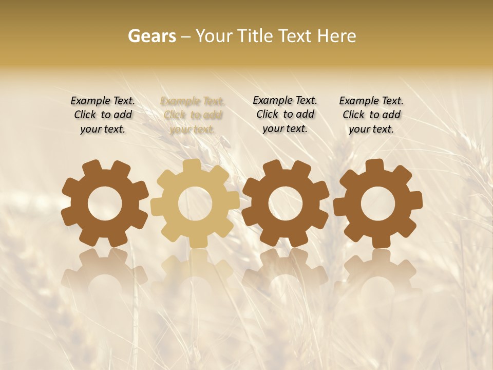 Golden Wheat Growing In A Farm Field PowerPoint Template