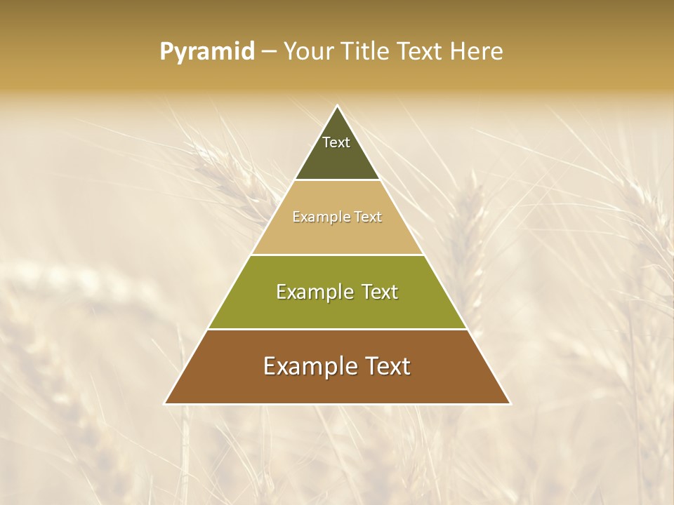 Golden Wheat Growing In A Farm Field PowerPoint Template