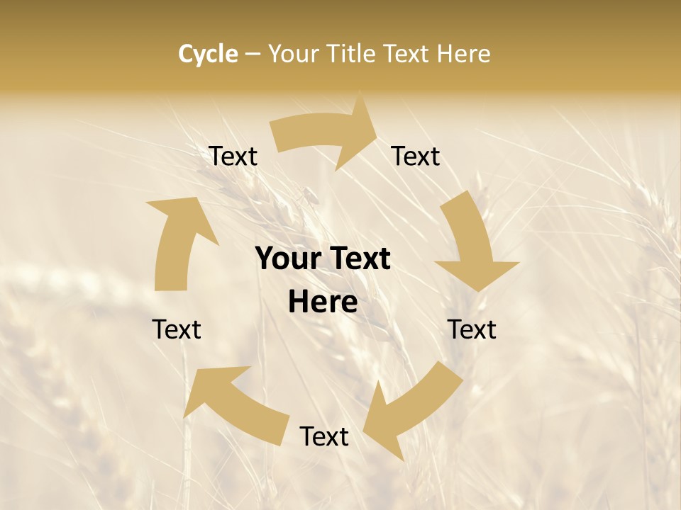 Golden Wheat Growing In A Farm Field PowerPoint Template