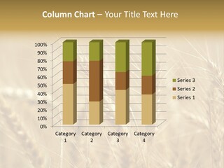 Golden Wheat Growing In A Farm Field PowerPoint Template