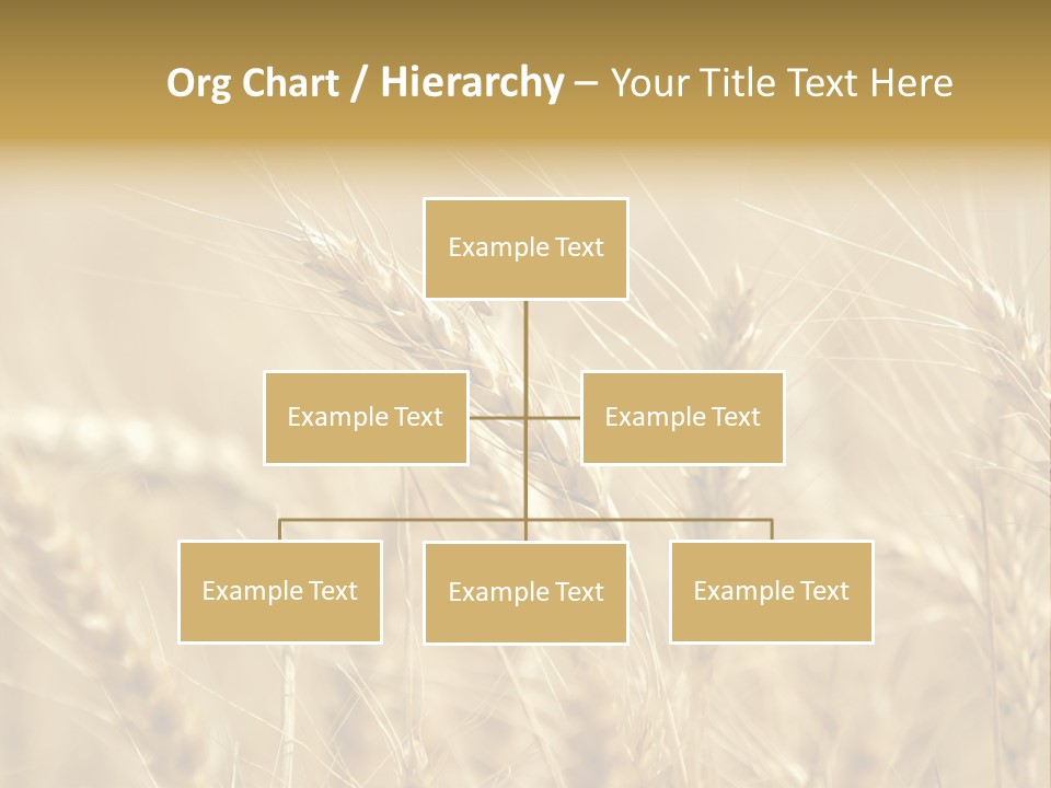 Golden Wheat Growing In A Farm Field PowerPoint Template