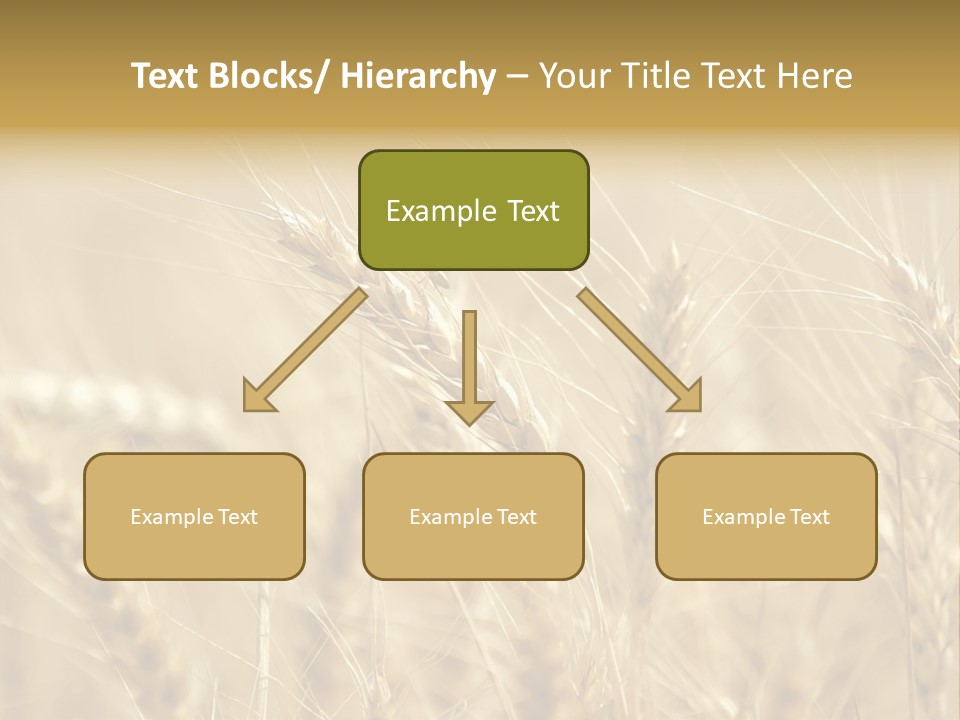 Golden Wheat Growing In A Farm Field PowerPoint Template