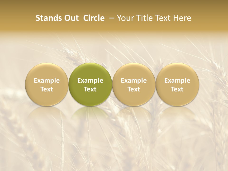Golden Wheat Growing In A Farm Field PowerPoint Template