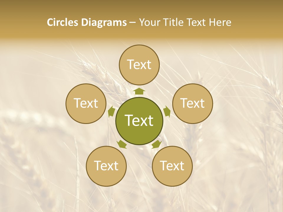 Golden Wheat Growing In A Farm Field PowerPoint Template