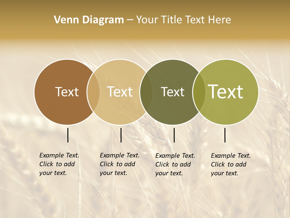 Golden Wheat Growing In A Farm Field PowerPoint Template
