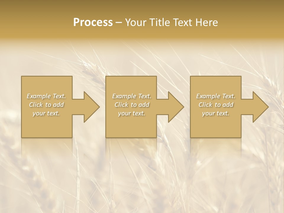 Golden Wheat Growing In A Farm Field PowerPoint Template