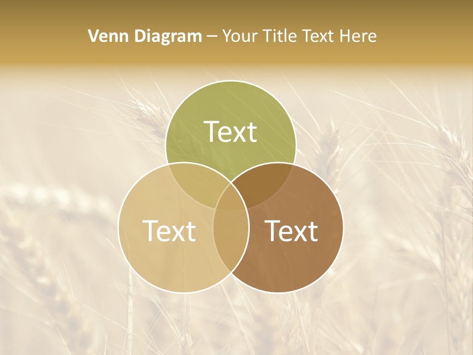 Golden Wheat Growing In A Farm Field PowerPoint Template