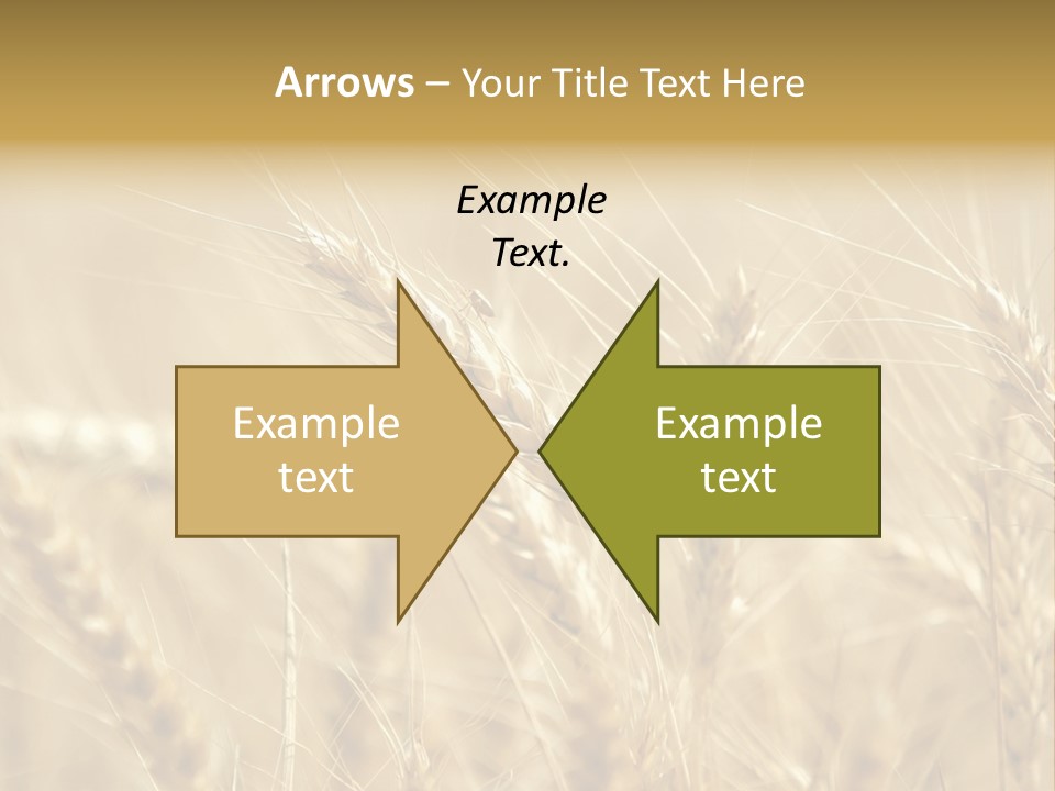 Golden Wheat Growing In A Farm Field PowerPoint Template