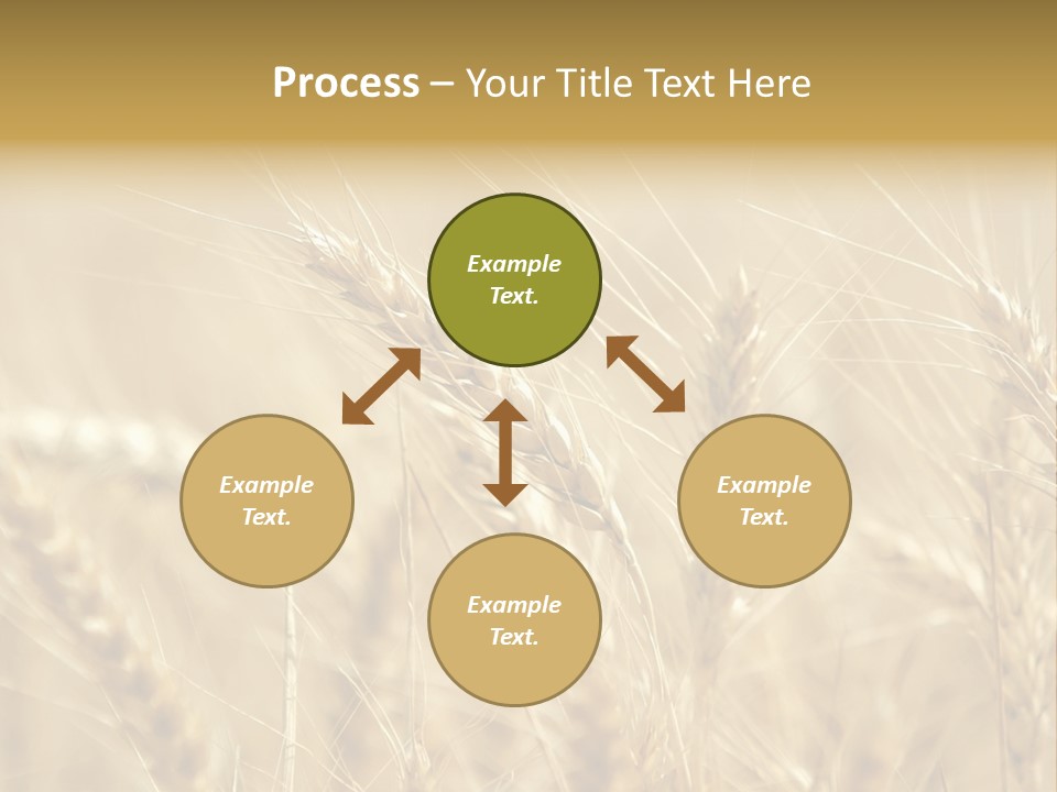 Golden Wheat Growing In A Farm Field PowerPoint Template