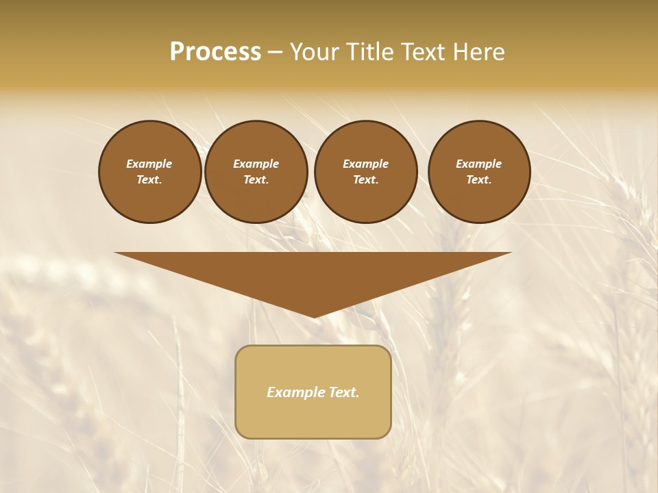 Golden Wheat Growing In A Farm Field PowerPoint Template