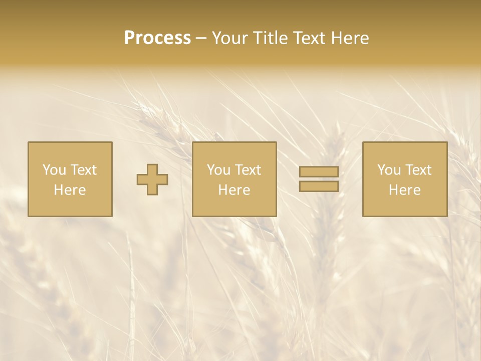 Golden Wheat Growing In A Farm Field PowerPoint Template