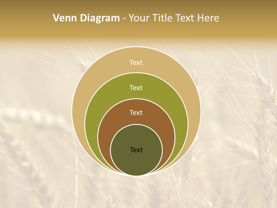 Golden Wheat Growing In A Farm Field PowerPoint Template