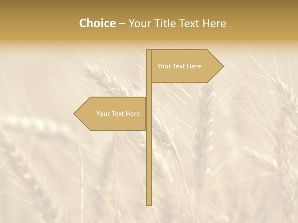 Golden Wheat Growing In A Farm Field PowerPoint Template