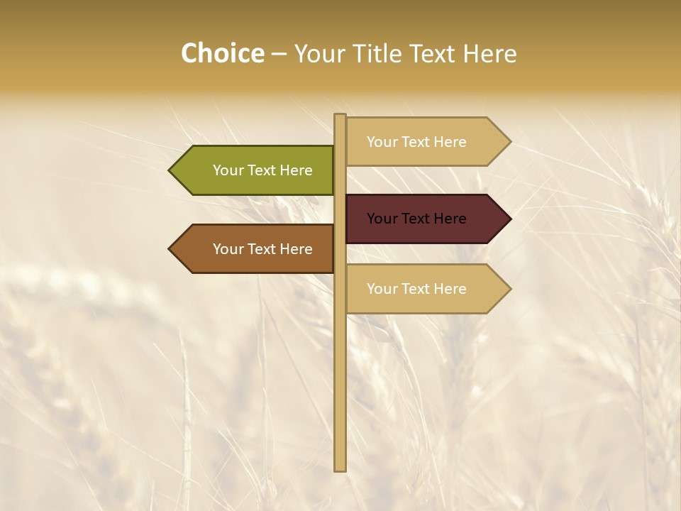 Golden Wheat Growing In A Farm Field PowerPoint Template