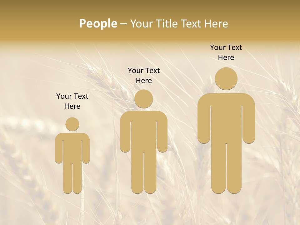 Golden Wheat Growing In A Farm Field PowerPoint Template