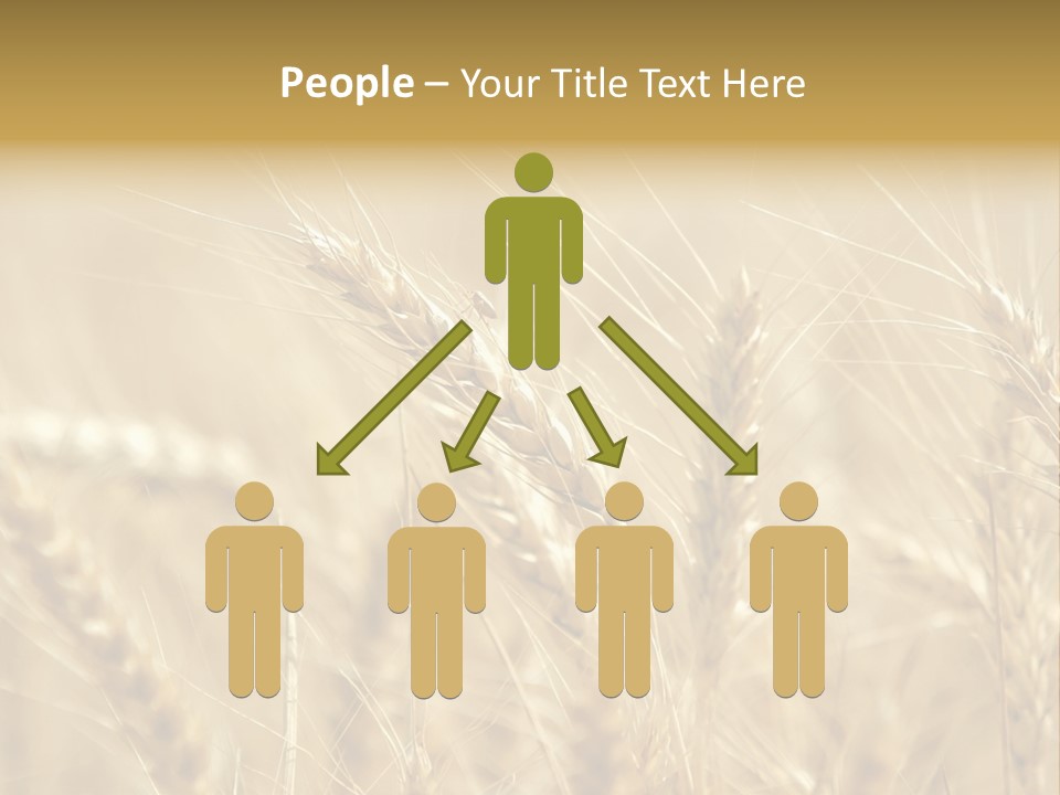Golden Wheat Growing In A Farm Field PowerPoint Template