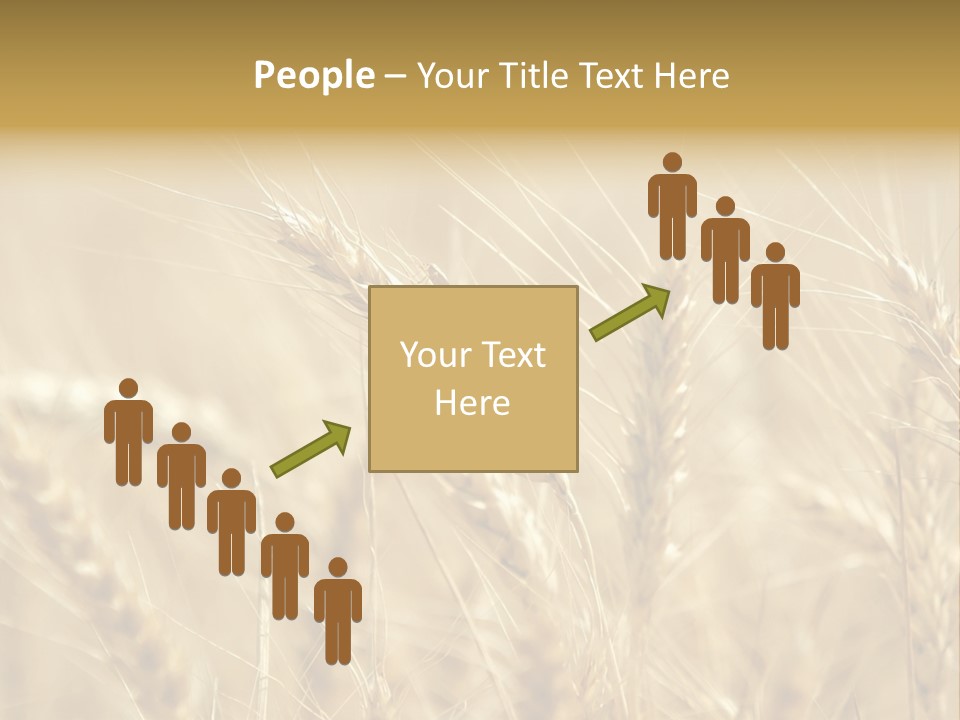 Golden Wheat Growing In A Farm Field PowerPoint Template