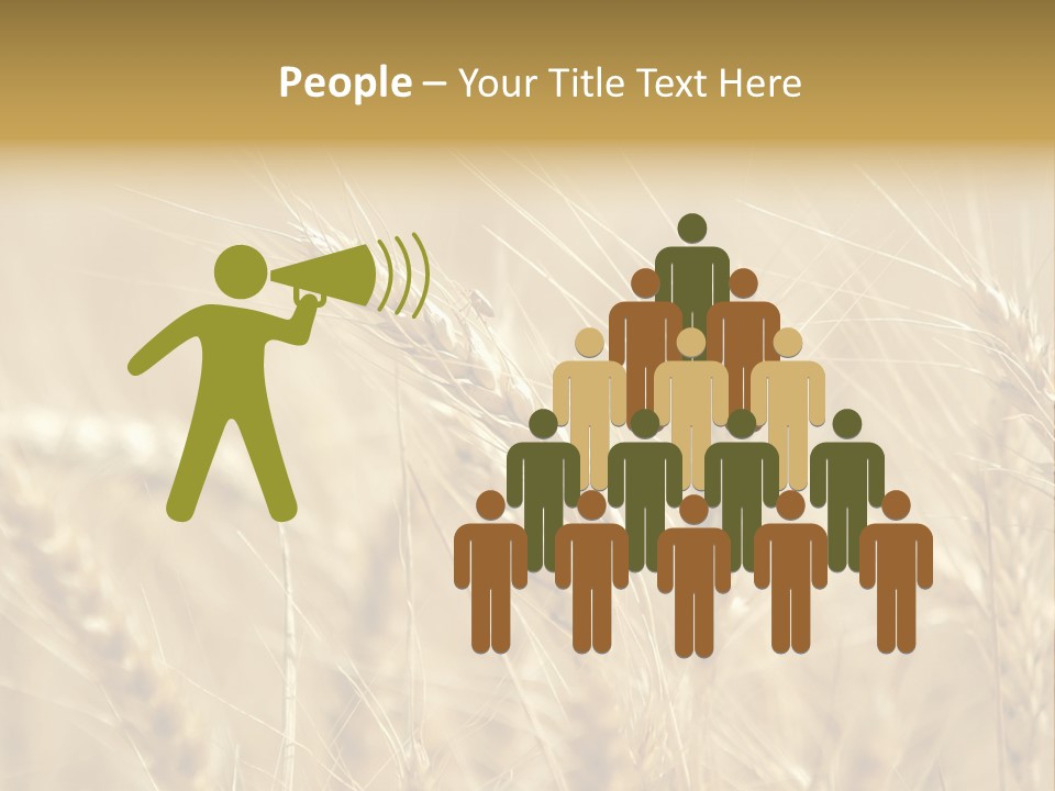 Golden Wheat Growing In A Farm Field PowerPoint Template